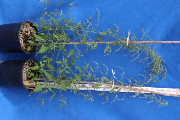 Click for 4 image(s) for this accession. GREENHOUSE
